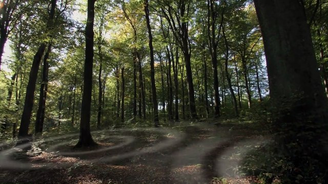 L'Intelligence des Arbres Bande-annonce VF