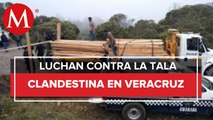 En Veracruz, aseguran 13 metros cúbicos de madera ilegal en Cofre de Perote