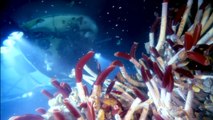 Deepsea Challenge 3D, l'aventure d'une vie Bande-annonce VF