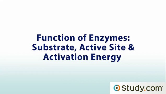Function of Enzymes- Substrate, Active Site & Activation Energy