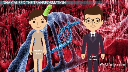 DNA- Discovery, Facts, Structure & Function in Heredity