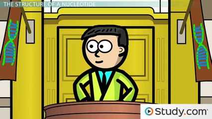 DNA- Chemical Structure of Nucleic Acids & Phosphodiester Bonds