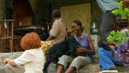 Bonobos Extrait vidéo VF