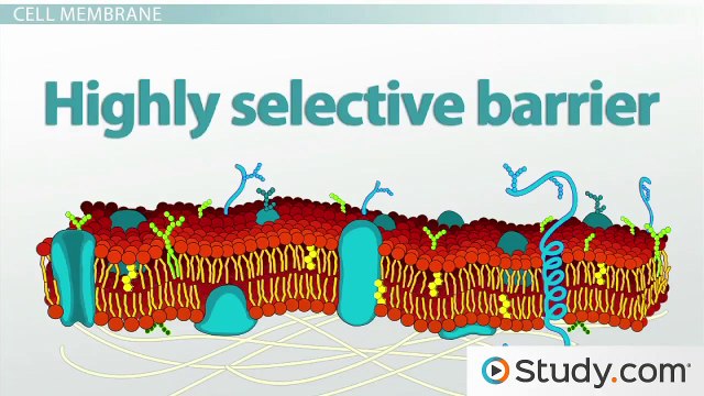 Bacterial Cytoplasm & Cell Membrane- Structure & Components & Arrangements