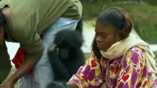 Bonobos Extrait vidéo (2) VF