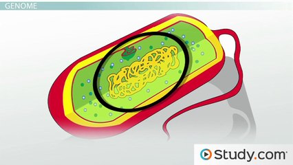 The Bacterial Genome- Structure & Organization