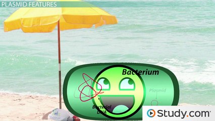 Bacterial Plasmids- Definition, Function & Uses