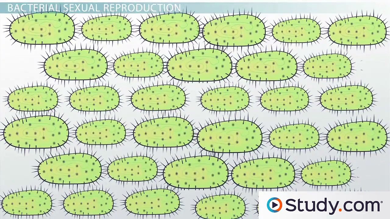 Bacterial Conjugation- Definition & Protocol
