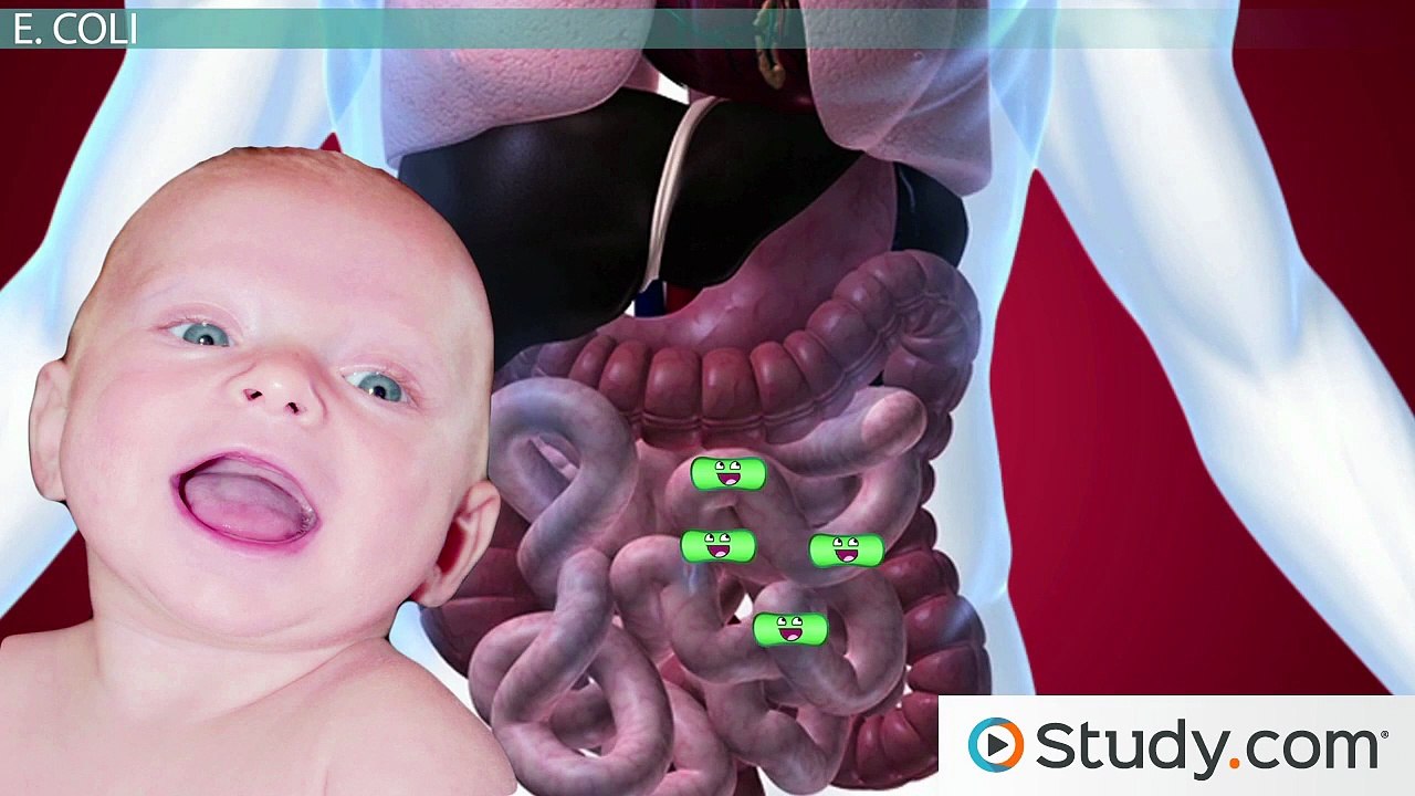 E. Coli- Common Strains and Pathogenic Varieties of E. Coli Bacteria
