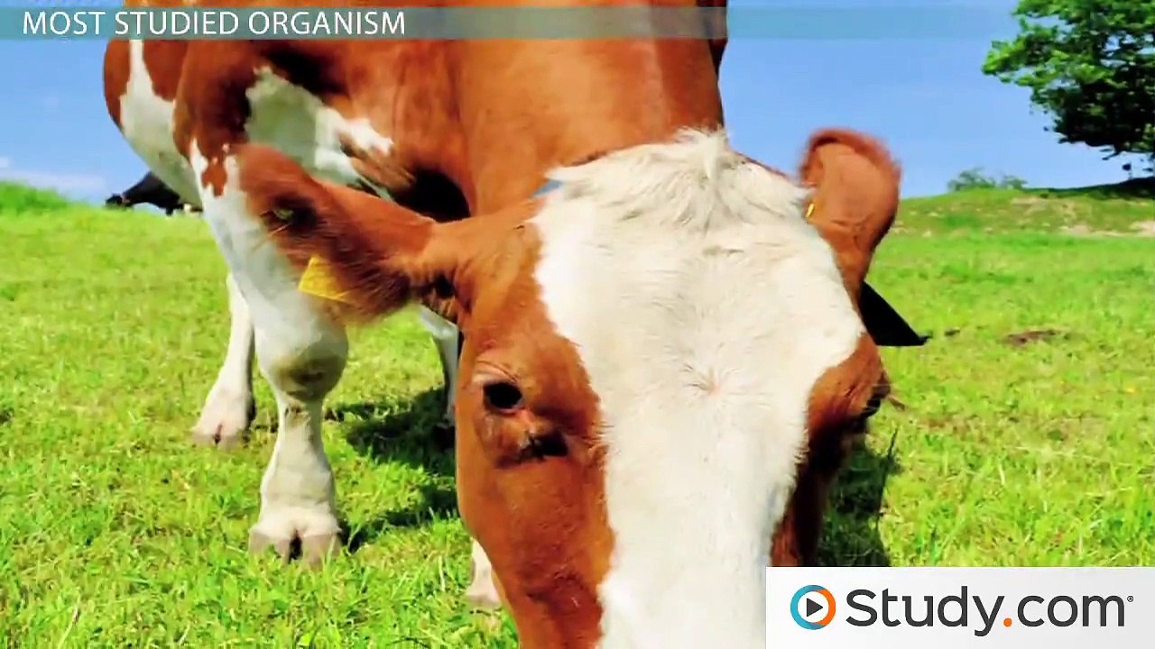 Escherichia coli (E. coli) as a Model Organism or Host Cell