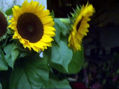 Eyes Find Eyes Extrait vidéo (3) VO