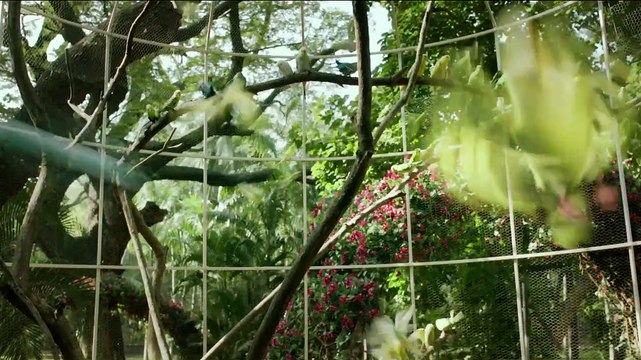 L'Odyssée de Pi Bande-annonce VF