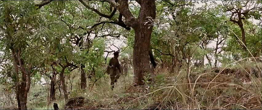 White Material Bande-annonce VF