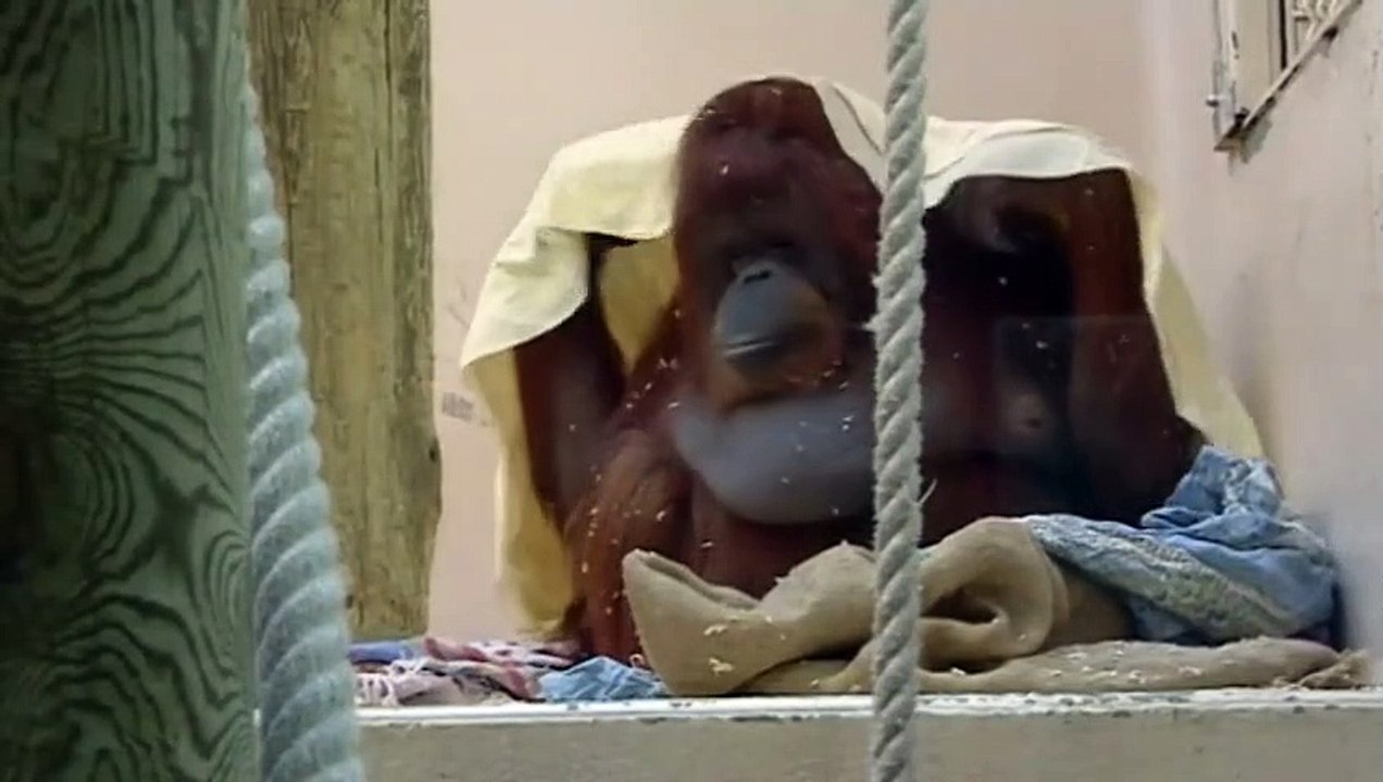 Nénette Extrait vidéo (2) VF
