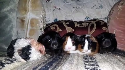 BABY CAVIA PORCELLUS PIXIE CLOVER CLOVER PIXIE 20210417_012933