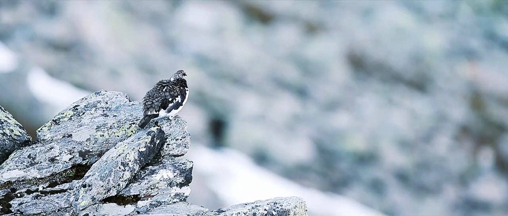 Back to Mountain Teaser VF