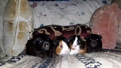 BABY CAVIA PORCELLUS PIXIE CLOVER CLOVER PIXIE 20210417_013003