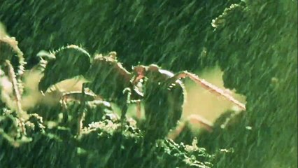 "Phase IV" - Bande-annonce