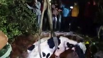 Video.. 60 फीट गहरे कुंए में दो घंटे रेस्क्यू  के बाद  निकली गाय