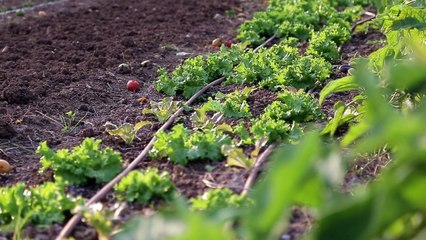 Zéro Phyto 100% Bio Bande-annonce VF