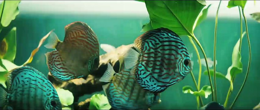 La Chanson de l'éléphant Bande-annonce VF