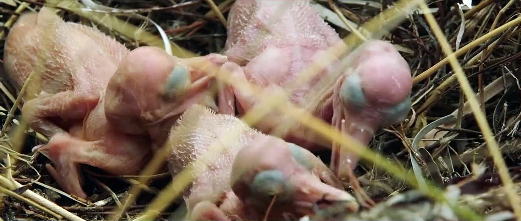 Stormboy Bande-annonce VF