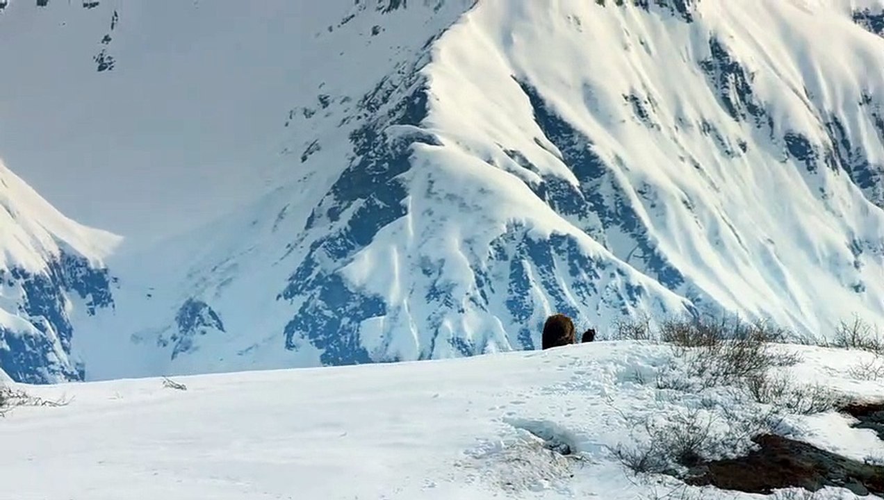 Grizzly - EXTRAIT VF "Les premiers pas"