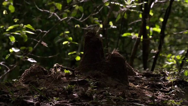 Au Royaume des Singes - EXTRAIT VF Un repas de fête