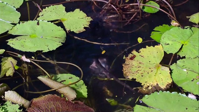 Au Royaume des Singes - EXTRAIT VF Une expérience aquatique incroyable