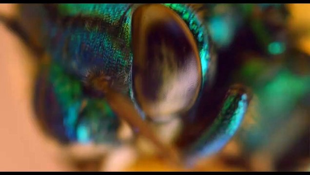 Pollen Extrait vidéo (4) VF