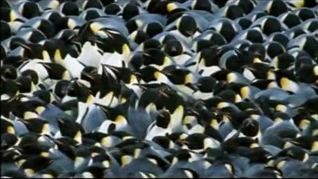 La Marche de l'Empereur Bande-annonce VO