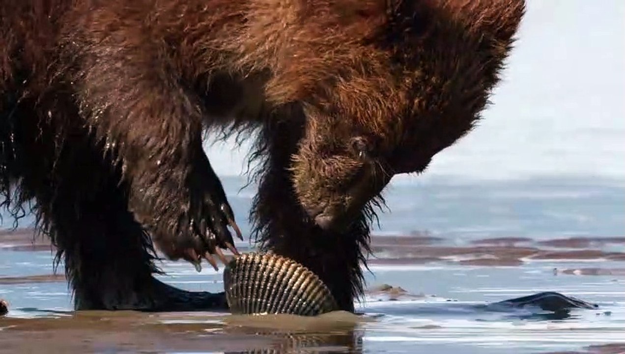 Grizzly - EXTRAIT VF "Les palourdes"
