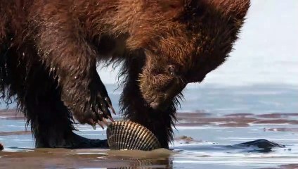 Grizzly - EXTRAIT VF "Les palourdes"