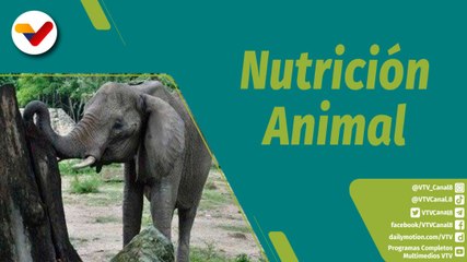 下载视频: Punto Verde | La nutrición de las especies que habitan en el Zoológico de Caricuao