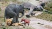Elephant VS Lion, see the mother elephant defeated the king lion to protect her babies