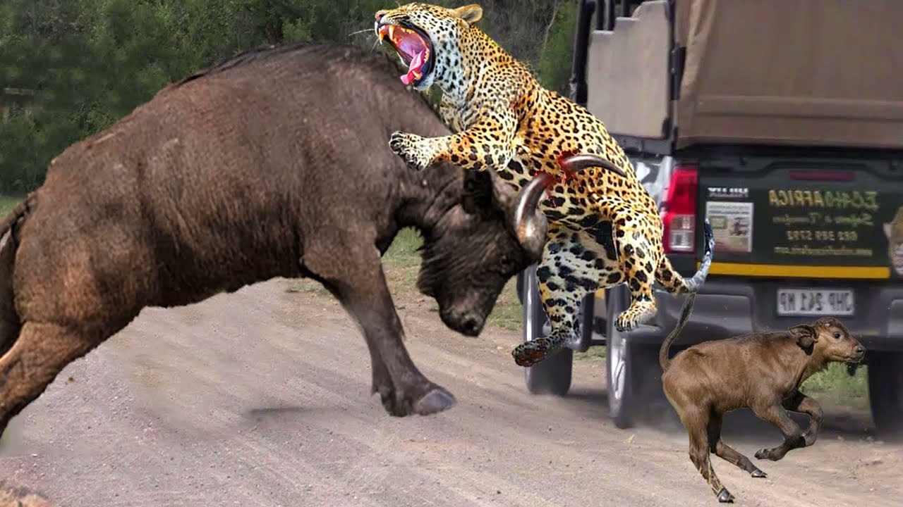 Buffalo vs Leopard , the big animal vs the crule animal , can the ...