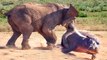 Bloody Massacre,when the most massive animals got involved in one fight! (Rhino VS Tiger VS Elephant VS Hippo, Buffalo