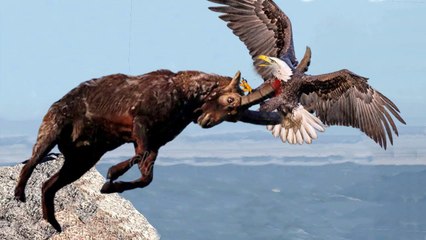 Eagles , the king of the sky spread hos dominance, see the brutal fight