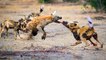 Hyena vs  herd of wild dogs, the fight turn into comedy after they bite his nose !