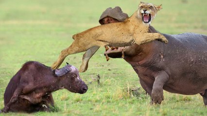 angry mother hippo went crazy when lion attacked her baby, she crashed his head!