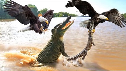 Crudity of the wild life!, mother Crocodile watch her baby got kidnapped by Eagles ! so sad