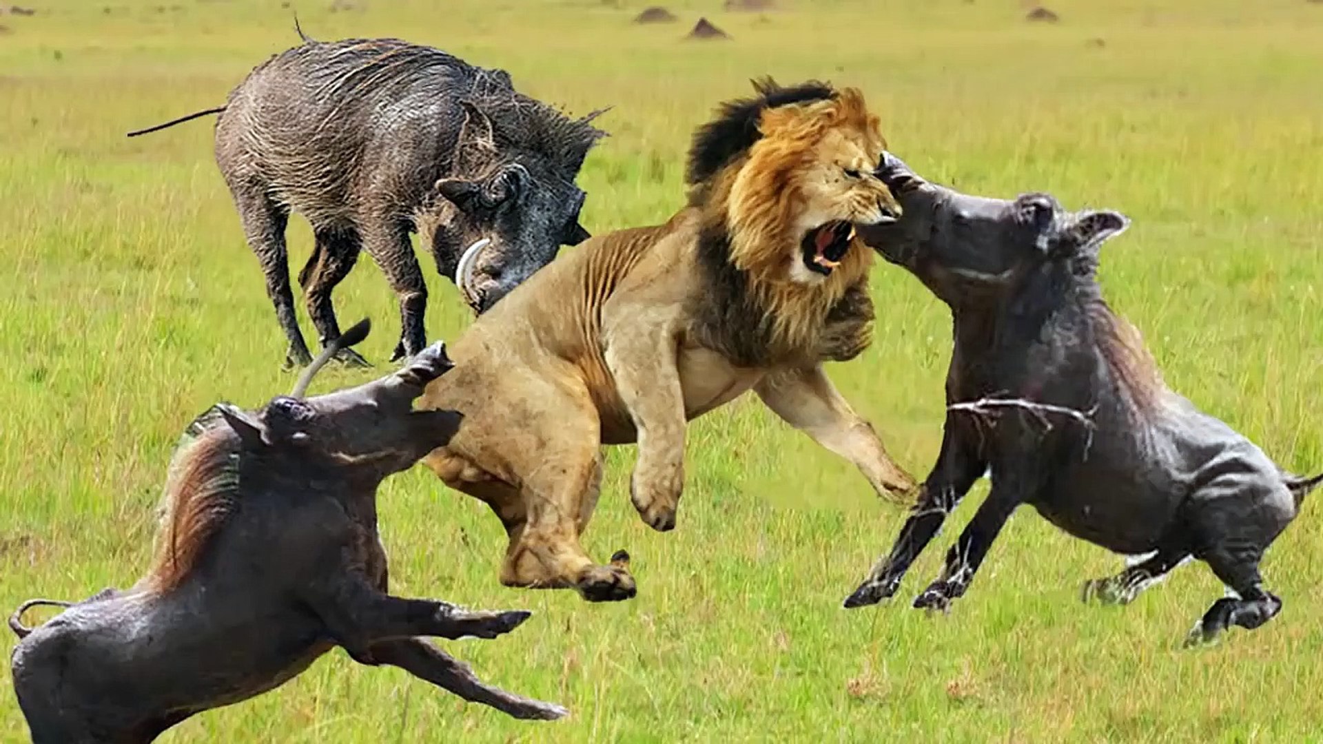 Warthog Vs Lions, Hyenas, Leopards, when rebellious creatures take what the kings think they deserve