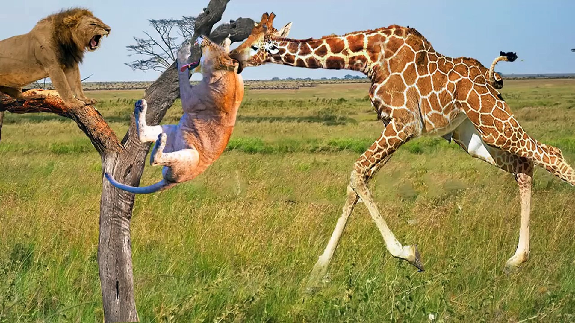 Lion VS Giraffe , can angry Giraffe beat the king lion!? the craziest giraffe you will see