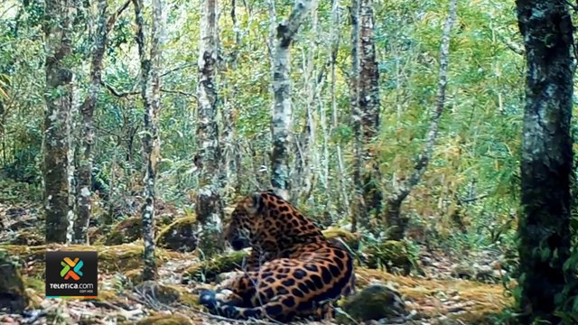tn7-18-jaguares-estan-identificados-en-osa-220422