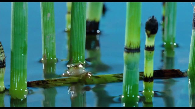 La Clé des champs Extrait vidéo (2) VF