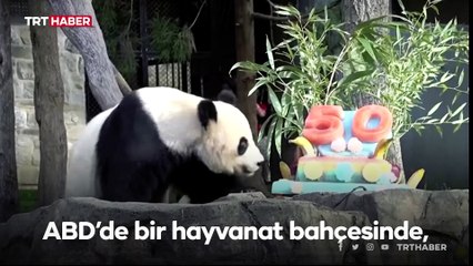ABD’de bir hayvanat bahçesinde panda programının 50. yılı kutlandı