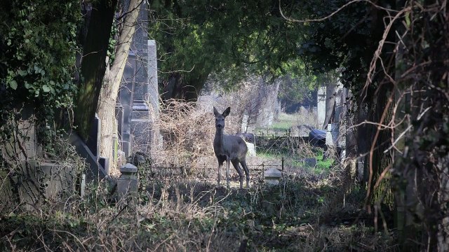 Vienne avant la nuit Bande-annonce VF