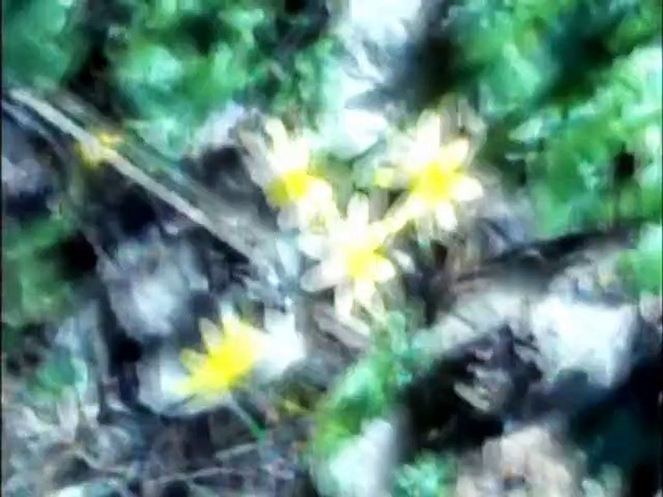 J'aimerais partager le printemps avec quelqu'un Bande-annonce VF