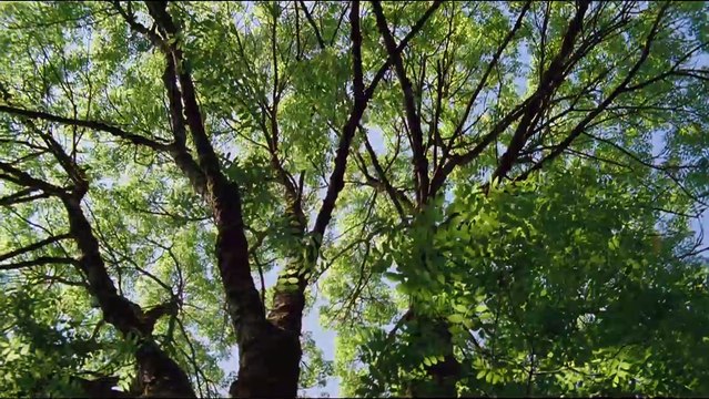 La Clé des champs Bande-annonce VF