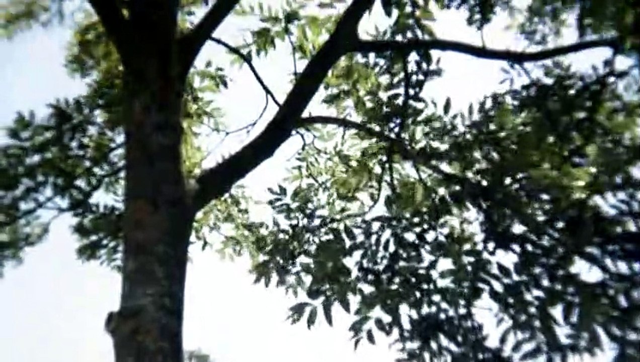 A travers les branches d'un arbre Bande-annonce VF